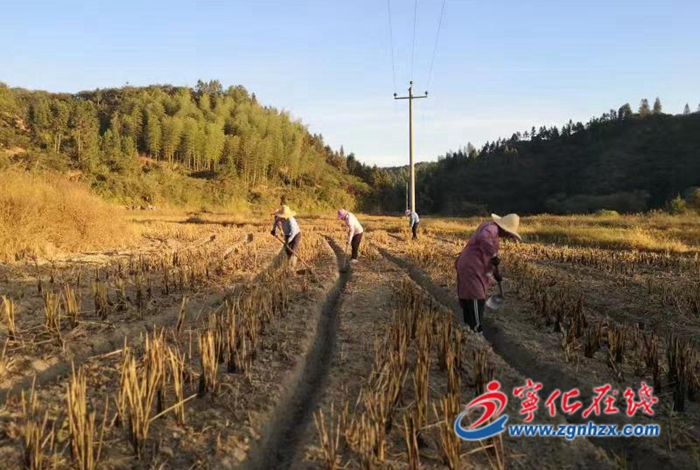 寧化：直播種油菜降本增效