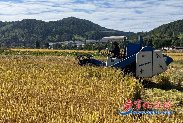 寧化：河龍貢米新品種“福香占”示范推廣成功