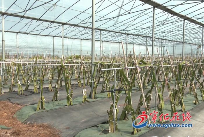 鄉(xiāng)村振興再出發(fā)|石壁鎮(zhèn)：兩岸現(xiàn)代農(nóng)業(yè)融合發(fā)展 招商引資助力鄉(xiāng)村振興