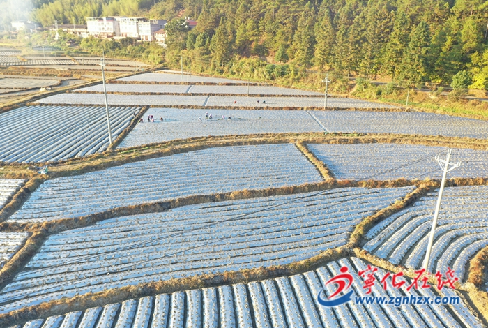 寧化安遠(yuǎn)：試種紫甘藍(lán) 增添鄉(xiāng)村振興新能量