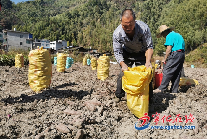 濟村鄉(xiāng)長坊村：百畝甘薯豐收 農(nóng)戶喜笑顏開