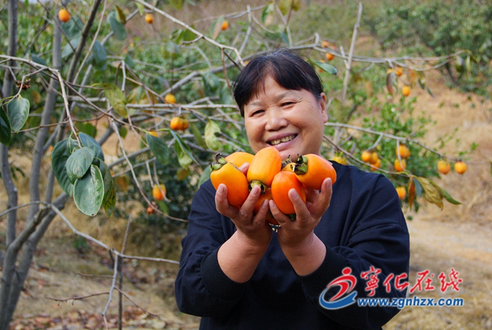 寧化湖村：果樹(shù)變身“搖錢(qián)樹(shù)” 托起村民致富夢(mèng)