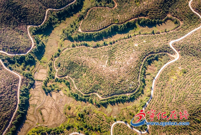 寧化:荒地流出“致富油”