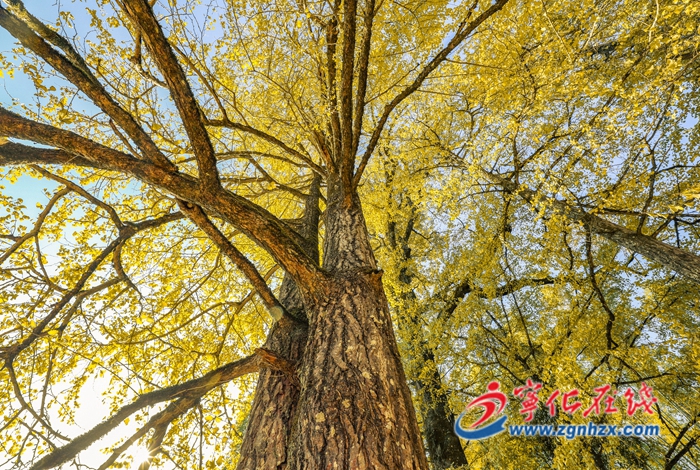 【青山綠水是無價之寶】寧化：冬日暖陽，銀杏金黃