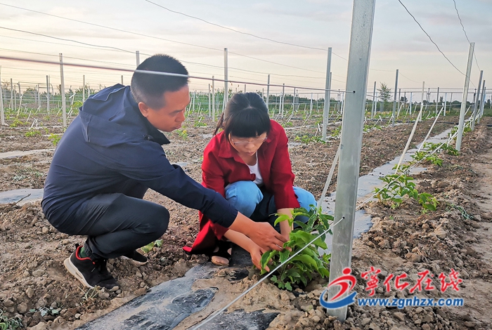 黃惠清：天山腳下巧種百香果