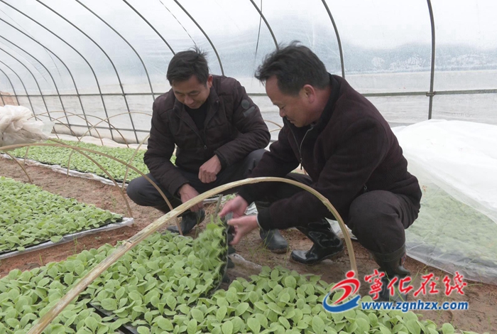 安全生產|寧化曹坊：寒潮來襲，農技專家來支招