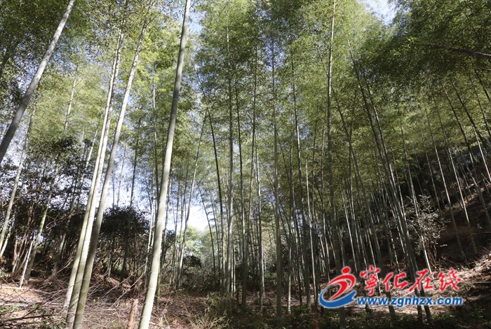 寧化：“點單式”科技服務 促林業高質高效