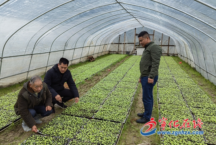 寧化濟(jì)村：為大棚蔬菜“添衣”防寒保暖
