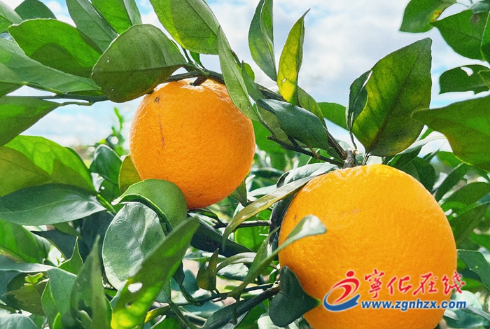 寧化：橙子熟了 果農笑了