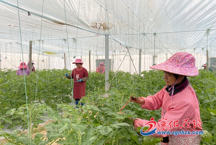 寧化：西紅柿苗人工授粉忙