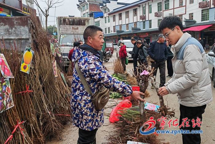 寧化：人勤春早 苗木俏銷