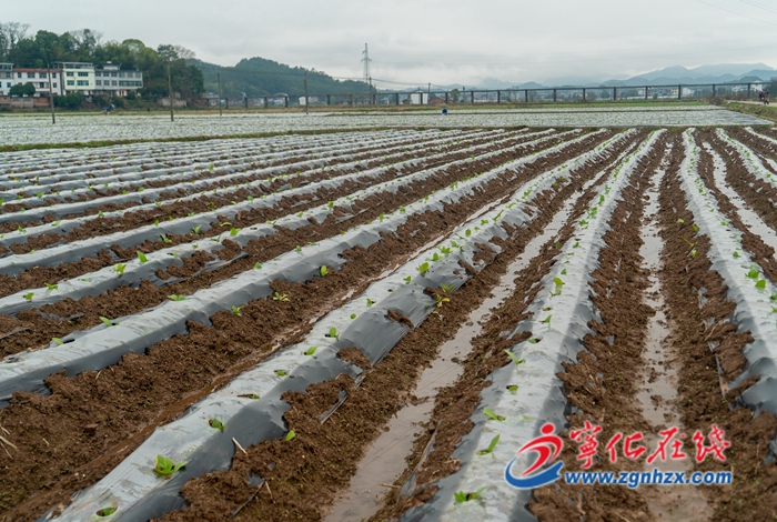 寧化石壁：春耕備耕正當時