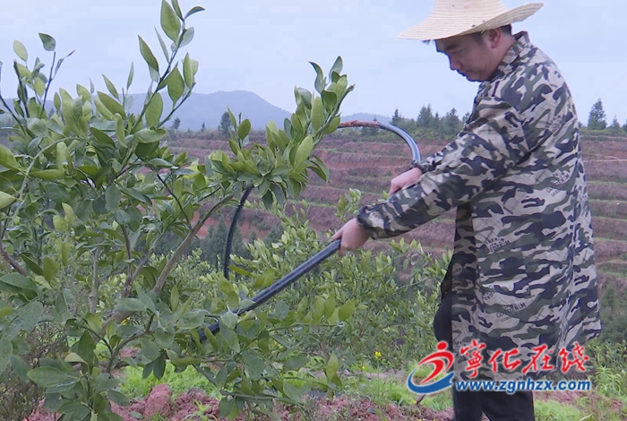 寧化：農技人員一線支招 做好農業防寒防凍