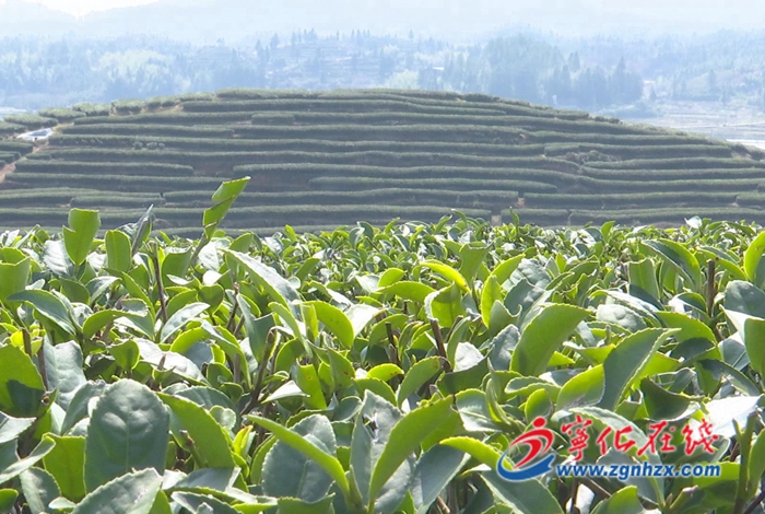 寧化：茶園春光美如畫