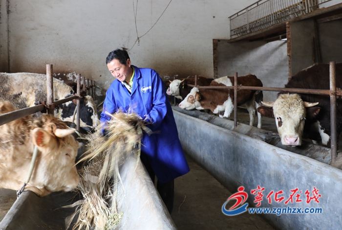 寧化：養(yǎng)牛鋪就致富路