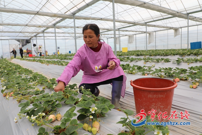 寧化：疏花疏果保品質