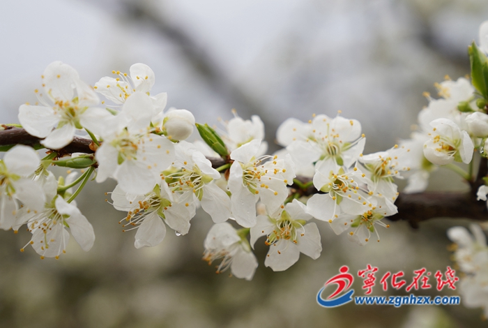 寧化：千畝李花盛開 華僑農(nóng)場花果經(jīng)濟可期