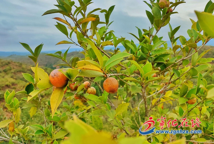 寧化：一棵油茶致富一方百姓