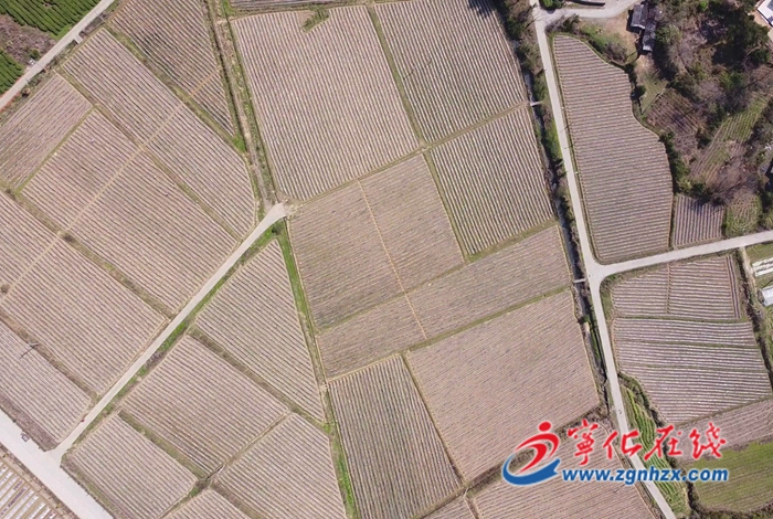 寧化：保障糧食生產，促進農業增產增效