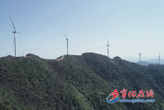 寧化：畬鄉野生高山茶成致富“黃金葉”