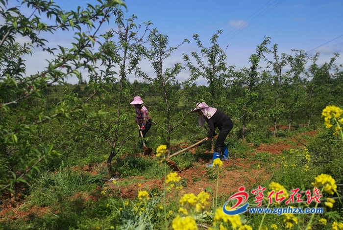 寧化：百畝落葉果樹新品種試驗示范基地掛果