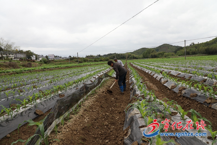 寧化：科學管理促玉米增收