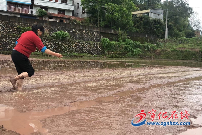 寧化縣淮土鎮：全力抓好早稻生產，保障春耕備耕
