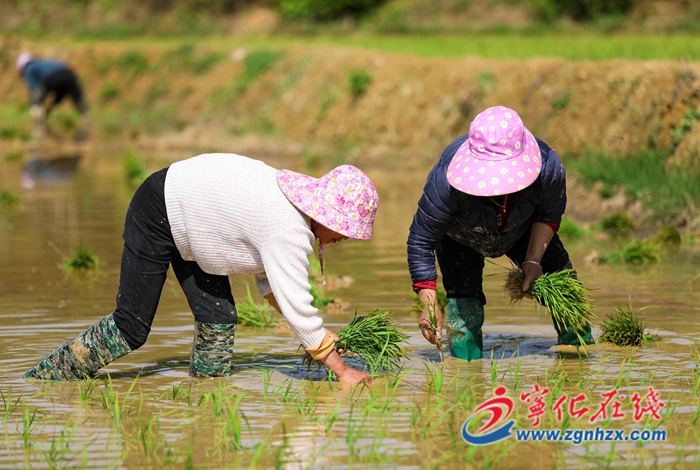 寧化：不負春光 不誤農時