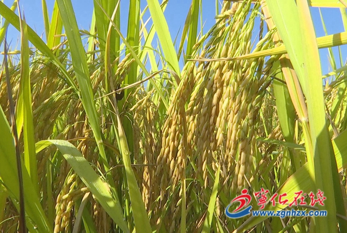 寧化：一年之計(jì)在于春 春耕備耕正當(dāng)時(shí)