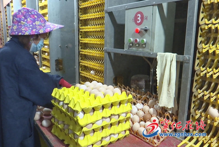 寧化湖村鎮：規模蛋雞養殖助力鄉村振興