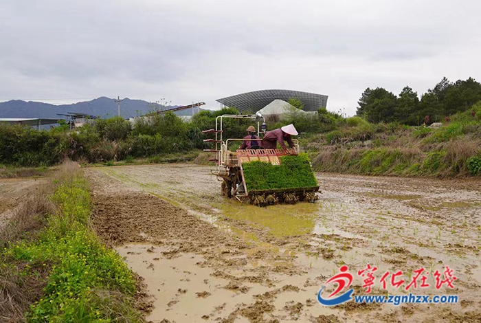 寧化：土地托管新模式 “管”出現代農業新氣象
