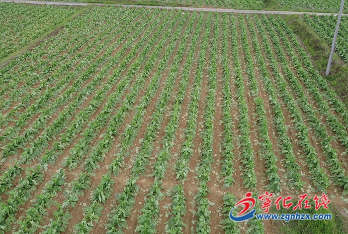 寧化：冰雹突襲后，迅速展開(kāi)恢復(fù)工作