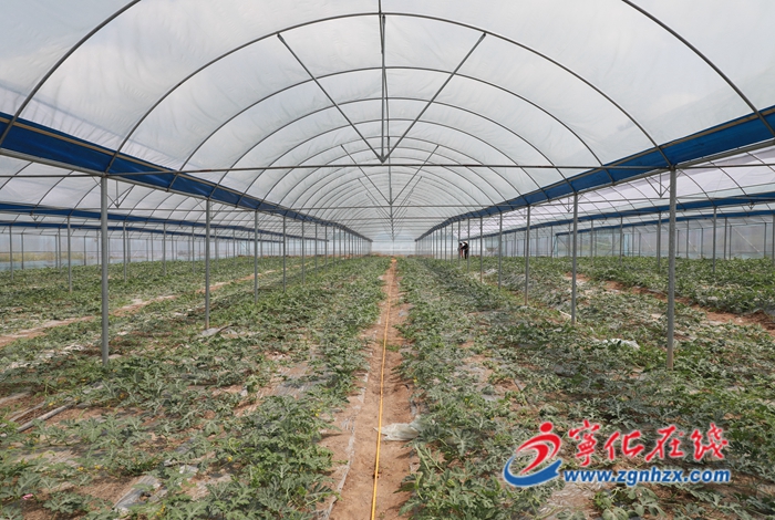 【“三提三效”見(jiàn)行動(dòng)】小西瓜“甜”了村民致富心