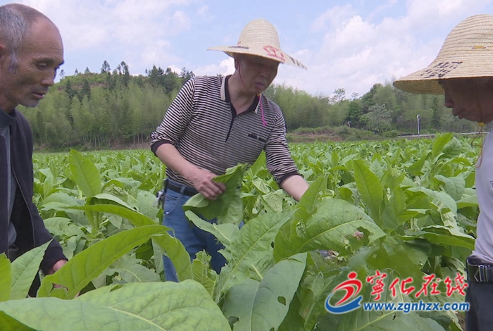 中沙鄉(xiāng)：全力開展災后生產自救 筑牢減災防線