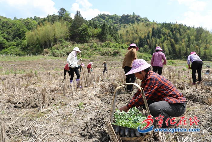 寧化濟村:超百畝酵素西瓜進入移栽期