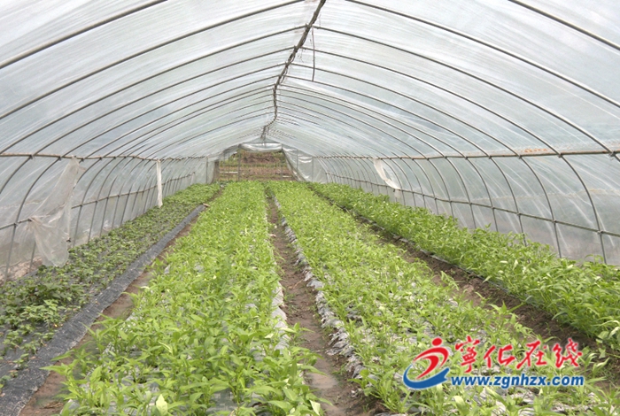 翠江鎮小溪村：蔬菜種植 種出鄉村振興“大文章”