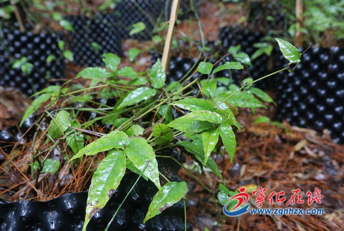 寧化縣安遠鎮：端起“綠飯碗” 吃上“生態飯”