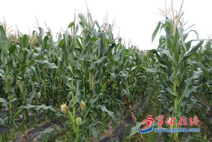 寧化城郊：千畝玉米喜獲豐收