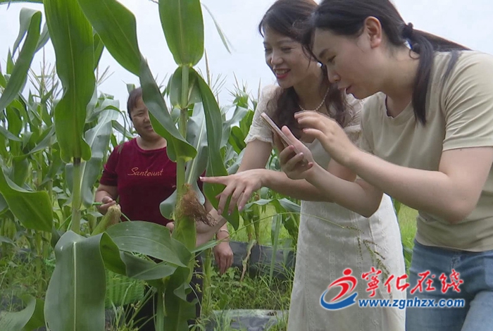 寧化：“鄉(xiāng)土直播團(tuán)隊(duì)”帶貨忙 在線助農(nóng)促消費(fèi)