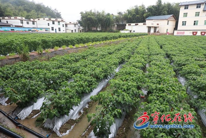 寧化：農技人員進田間 防汛抗災保生產