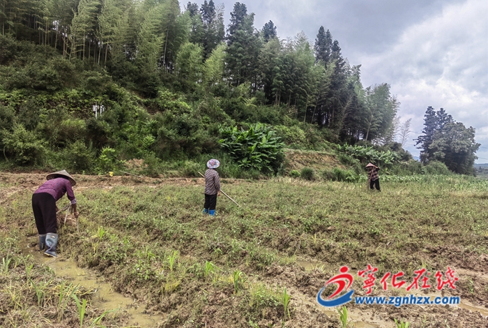 淮土鎮(zhèn)：播種薏米8000畝