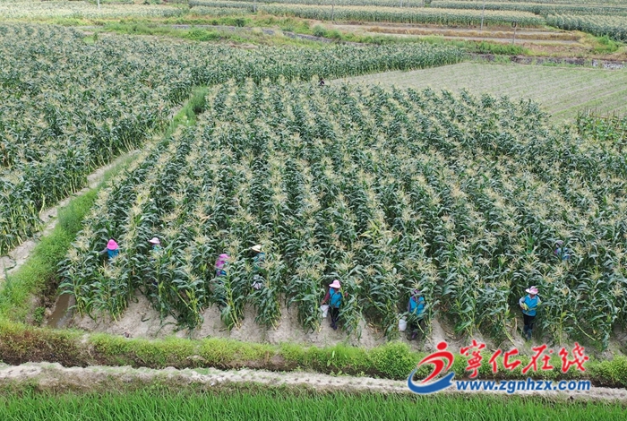 寧化安遠鎮：甜玉米種出甜蜜新生活