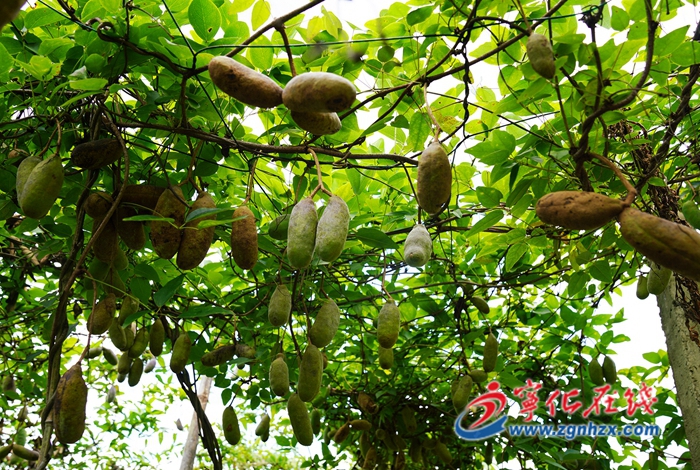 寧化方田:八月瓜豐收在望