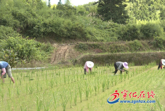 曹坊鎮(zhèn)：仲夏時節(jié)，水稻制種插秧忙