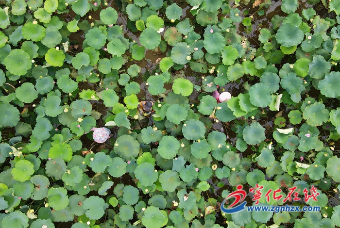 寧化城郊鎮(zhèn)：蓮花盛開采蓮忙