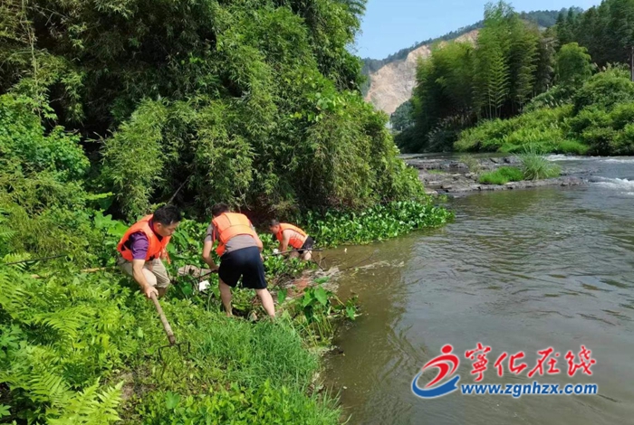 寧化濟(jì)村：開展水葫蘆專項(xiàng)清理行動(dòng)