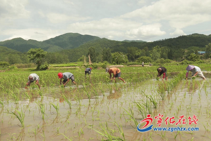安遠(yuǎn)鎮(zhèn)：雜交水稻制種忙 種下致富新希望