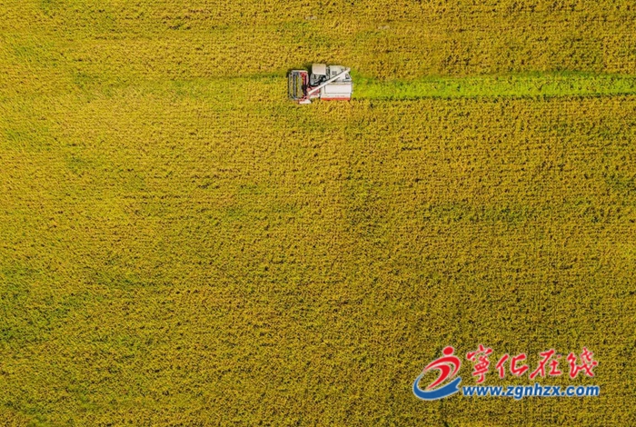 寧化縣：早稻收割正當時