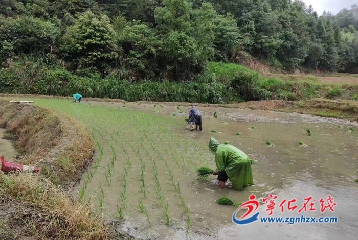 寧化河龍：黨建引領(lǐng)促發(fā)展 撂荒地變身希望田
