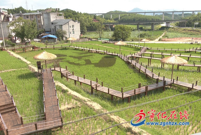 城郊鎮：特色近郊游助力鄉村振興